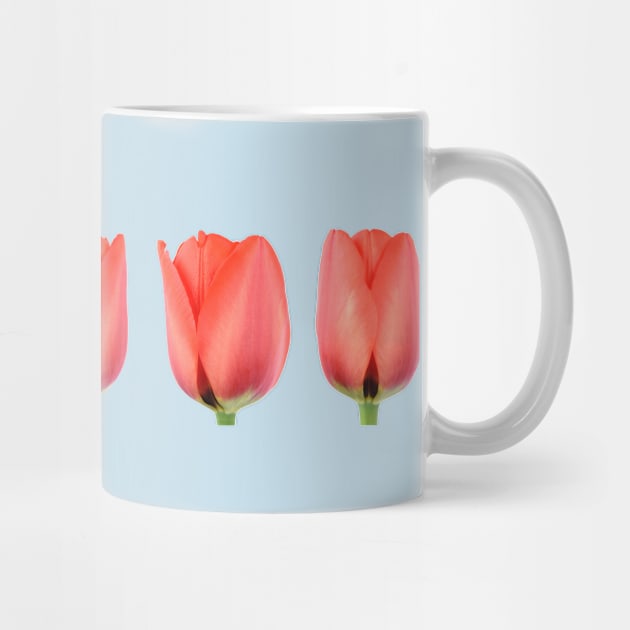 Red tulip by chrisburrows